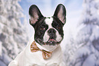 French Bulldog Portrait