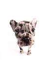 French Bulldog Puppy