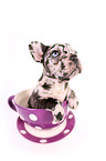 French Bulldog Puppy
