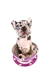 French Bulldog Puppy