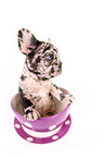 French Bulldog Puppy