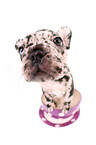 French Bulldog Puppy
