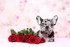 French Bulldog Puppy