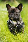 sitting French Bulldog