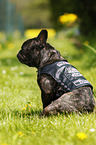 sitting French Bulldog