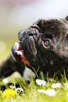 lying French Bulldog