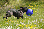 playing French Bulldog