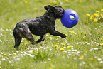 playing French Bulldog