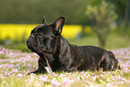 lying French Bulldog