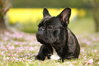 lying French Bulldog