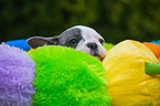 young French Bulldog