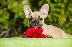 young French Bulldog