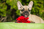 young French Bulldog