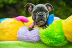 young French Bulldog