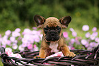 French Bulldog Puppy