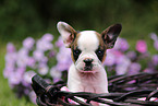 French Bulldog Puppy