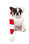 sitting French Bulldog