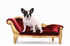 sitting French Bulldog