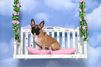 sitting French Bulldog