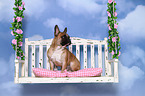 sitting French Bulldog