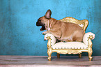 lying French Bulldog