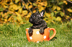 French Bulldog Puppy