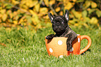 French Bulldog Puppy