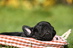 French Bulldog Puppy