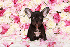 French Bulldog puppy