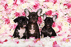 zwei French Bulldog Puppys