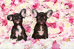 two French Bulldog Puppys