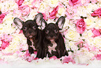 two French Bulldog Puppys