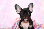 French Bulldog puppy