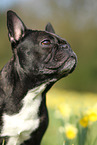 French Bulldog Portrait