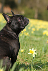 sitting French Bulldog