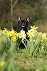 sitting French Bulldog