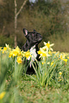 sitting French Bulldog