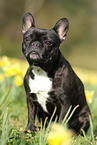 sitting French Bulldog