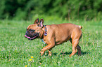 walking French Bulldog