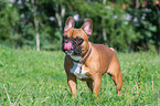 French Bulldog