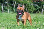French Bulldog