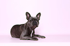lying French Bulldog