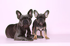 two French Bulldogs