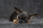 sleeping French Bulldog