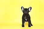 standing French Bulldog Puppy
