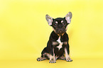 sitting French Bulldog Puppy
