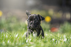 sitting french bulldog puppy