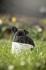 French Bulldog Puppy in the basket