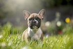 French Bulldog Puppy stands in the grass