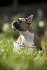 French Bulldog Puppy in the basket